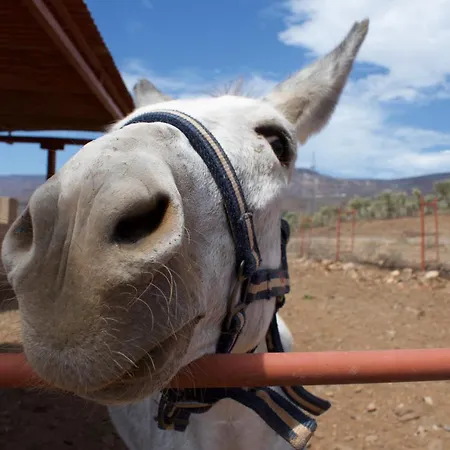 Esterlizia Nyaraló Agüimes